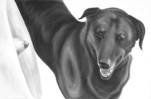 Dog with floppy ears and a loose scruff looks sideways at an others noes protruding from a medical collar. High contrast black and white painting by Elizabeth Petrulis