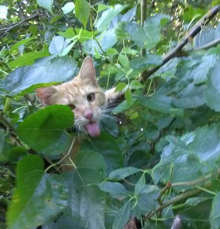 kitten sticks tong out surrounded by mulberry and vine leaves 