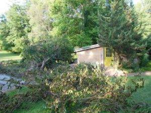 fallen tree, art studio, newly painted green door