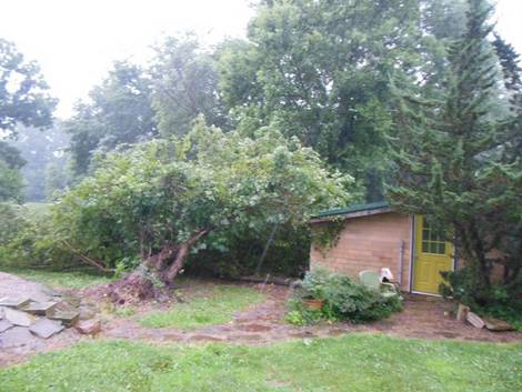 downed tree in rain next to Petrulis studio