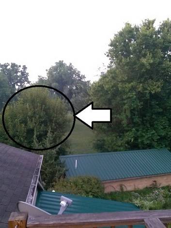 studio roof and trees looming above. arrow and circle highlight the mulberry tree.