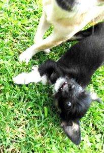 A close up view of a white and a black Chihuahua playing on green grass