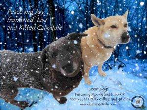 Seasons greetings from snow dogs Mookie and Dino!