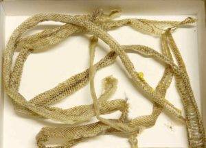 A selection of snake skins found in and around the studio. Note the feathers in the center and the dead spider. There is also some foam insulation stuck to one.