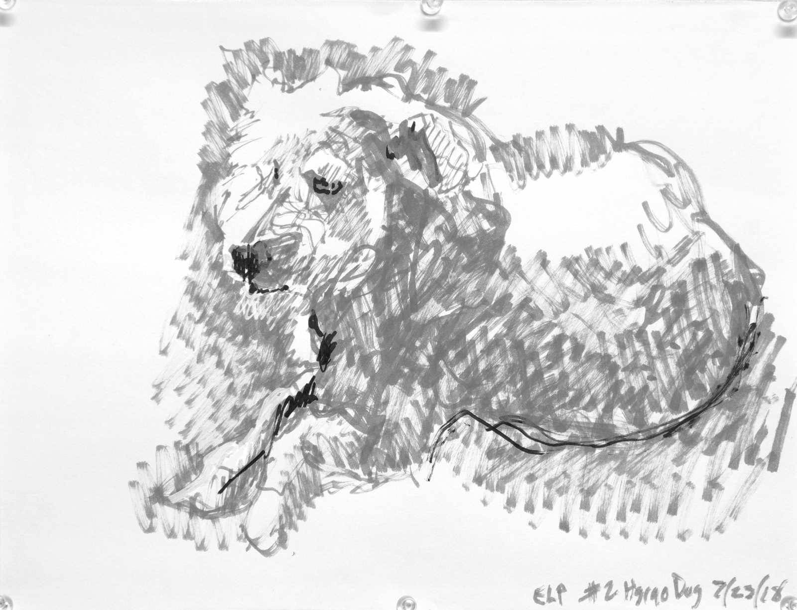 Felt tip pen drawing of a recumbent fluffy white dog. Grey with white and black accents. Artist Elizabeth Lisa Petrulis.