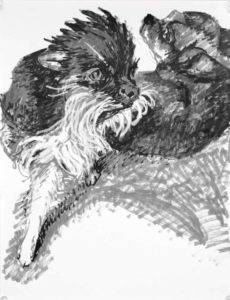 A felt tip pen drawing of two chihuahuas. A scruffy tuxedo, bearded, chihuahua steps forward as a short haired recumbent dog looks over his shoulder from behind. Artist Elizabeth Lisa Petrulis.