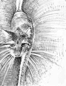 Felt tip drawing of a cat stepping forward with prominent whiskers and back ground radiating from the cat. Artist Elizabeth Lisa Petrulis.