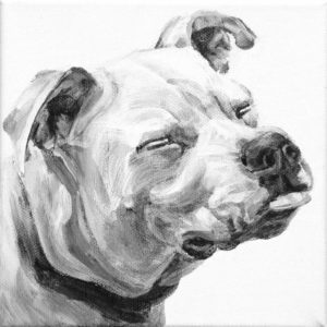 Leroy's tongue appears to be waiting for a snow drop. A closed eyes portrait of an American Pit Bull in black and white by Elizabeth Lisa Petrulis.