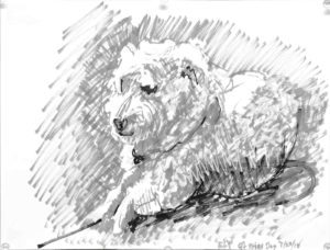 Fluffy white dog drawing: Hsiao dog 1, 2018, acrylic paint pens on paper, 11" x 14", Elizabeth Lisa Petrulis
