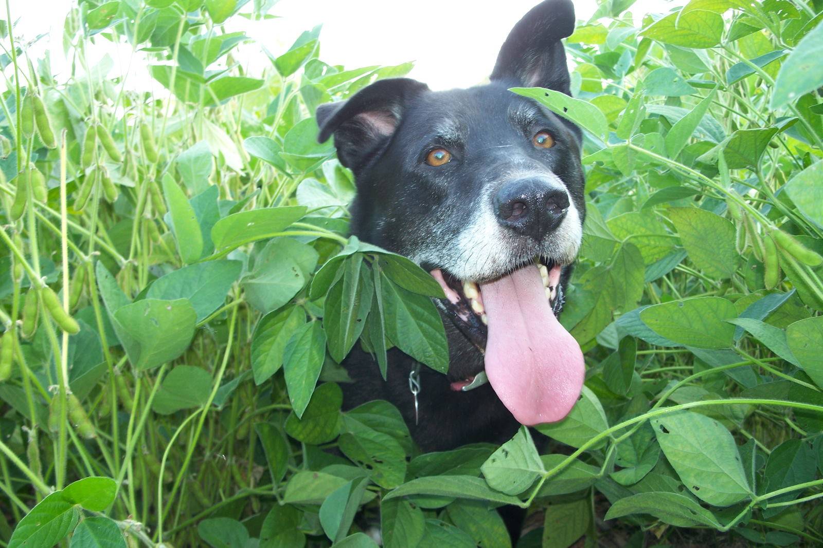 Black dog (Doug) with white muzzle, tongue hanging low, one ear up one down, peering out of a soybean field.