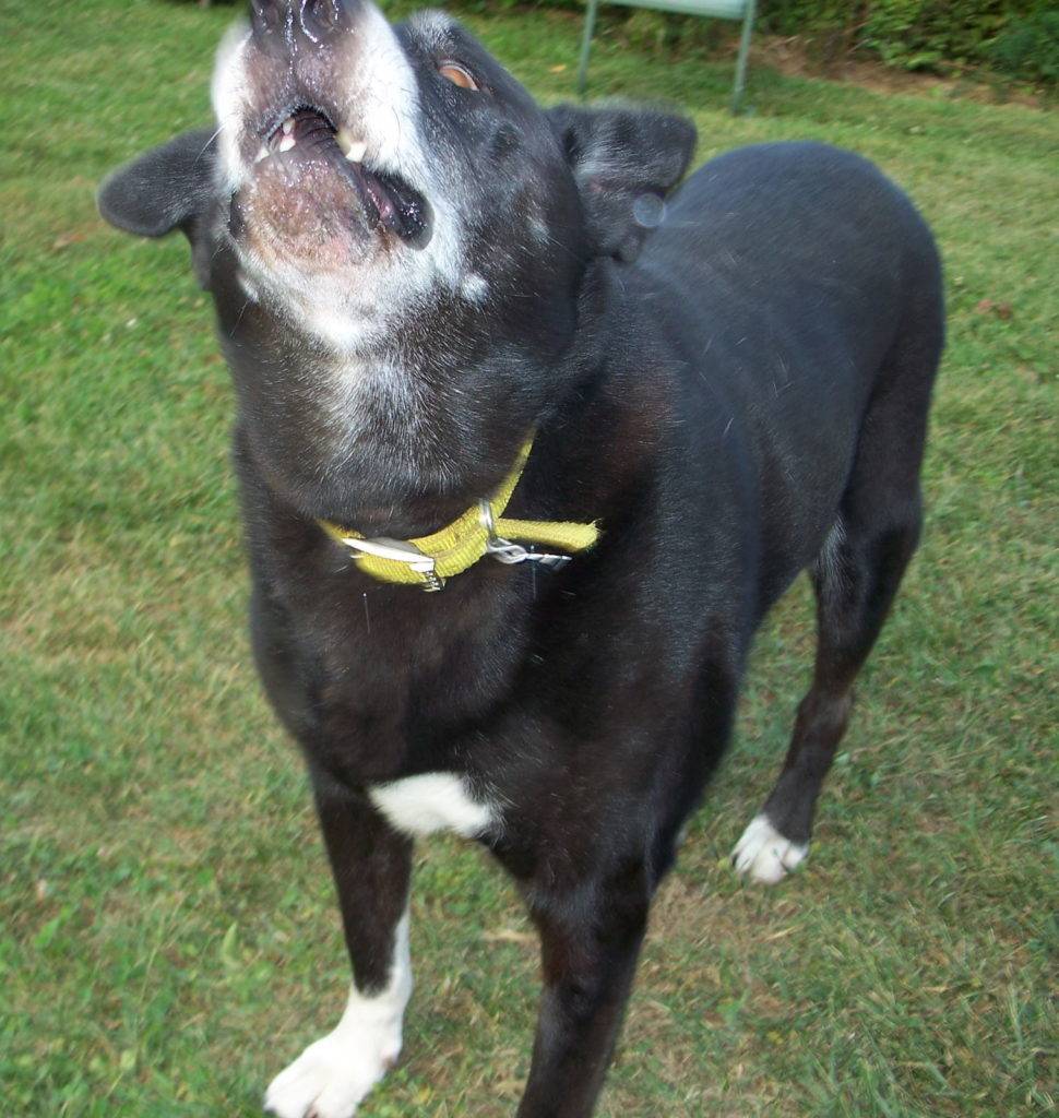 Doug, a black dog with white muzzle, chest and feet, stands and howls.