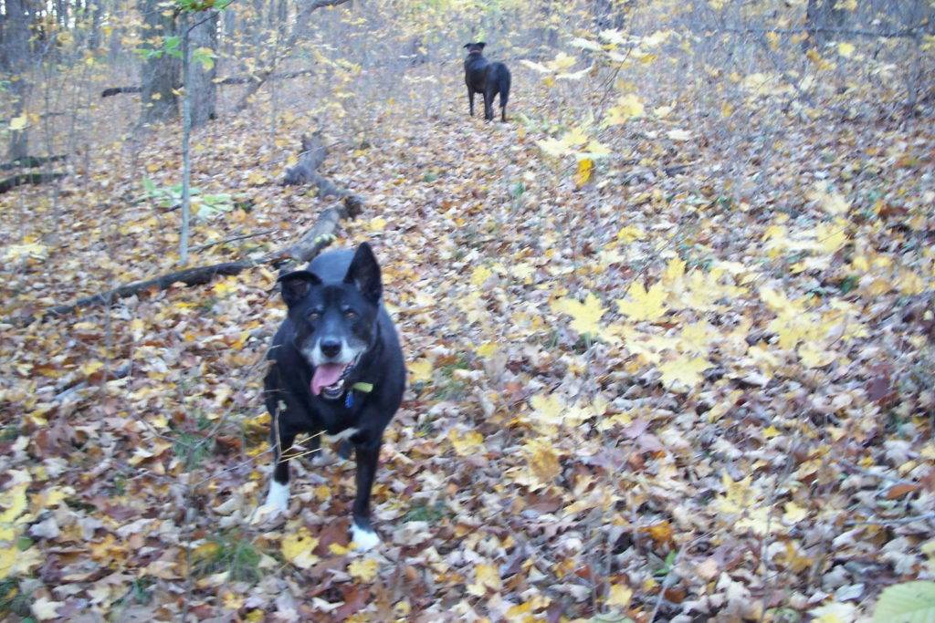 Dark Dogs in the tan and yellow leaf littered woods of fall 2009.