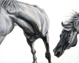 close up and croped view of two horses leaning to the left, one upper front legs, chest, and jaw, the other only its head reaching toward the first as if ready to nibble