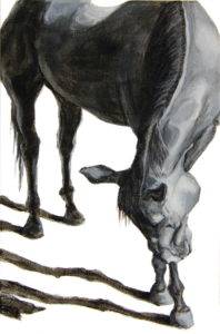 graceful front view of a horse bowing forward over crossed front legs with sharp afternoon shadows branching from the hooves