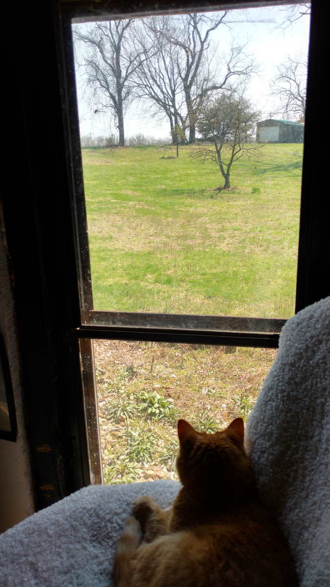 Studio cat Boo, in shadow, viewing the green pastoral southern scene framed from the front window of the studio.