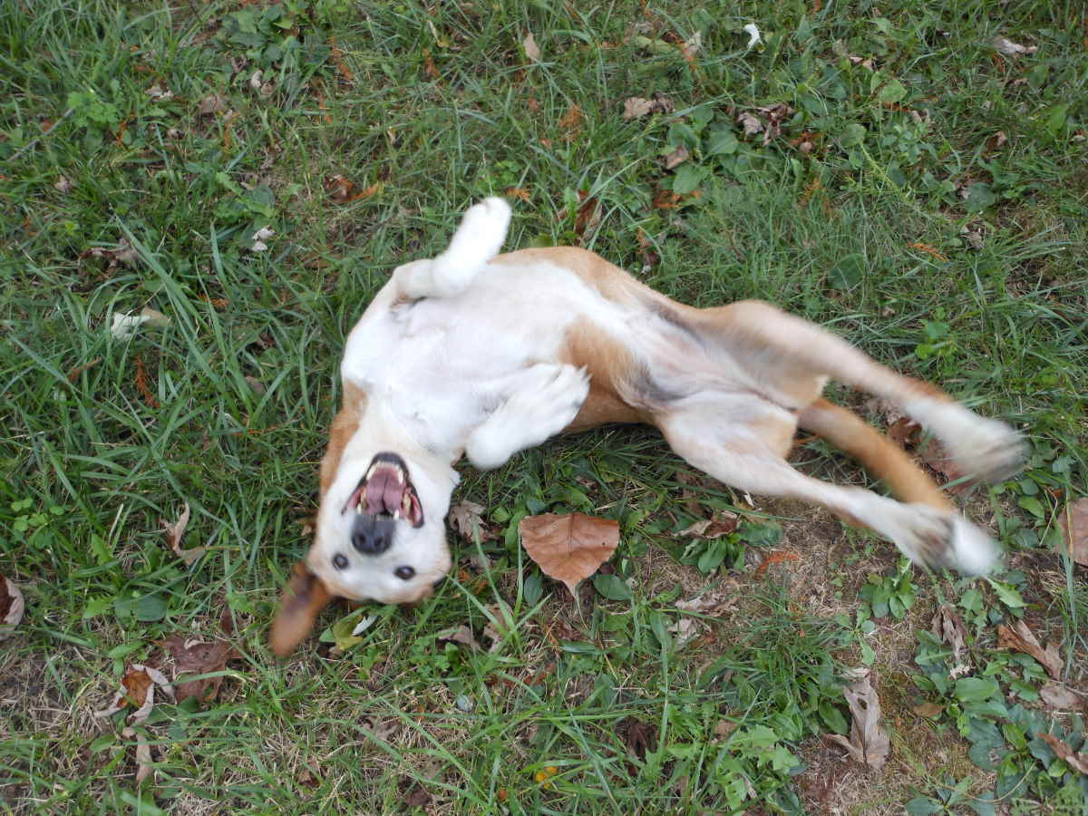 Sadie dog belly up twisting and rolling in the grass