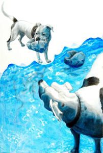Double portrait of a black and white American Pit Bull dog. In the foreground he cranes his neck backward looking across a body of water at himself clutching a deflated ball in his jaw. On the choppy water floats another deflated ball and the far dogs reflection undulates.