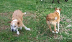Sadie dog running as seen from front and behind