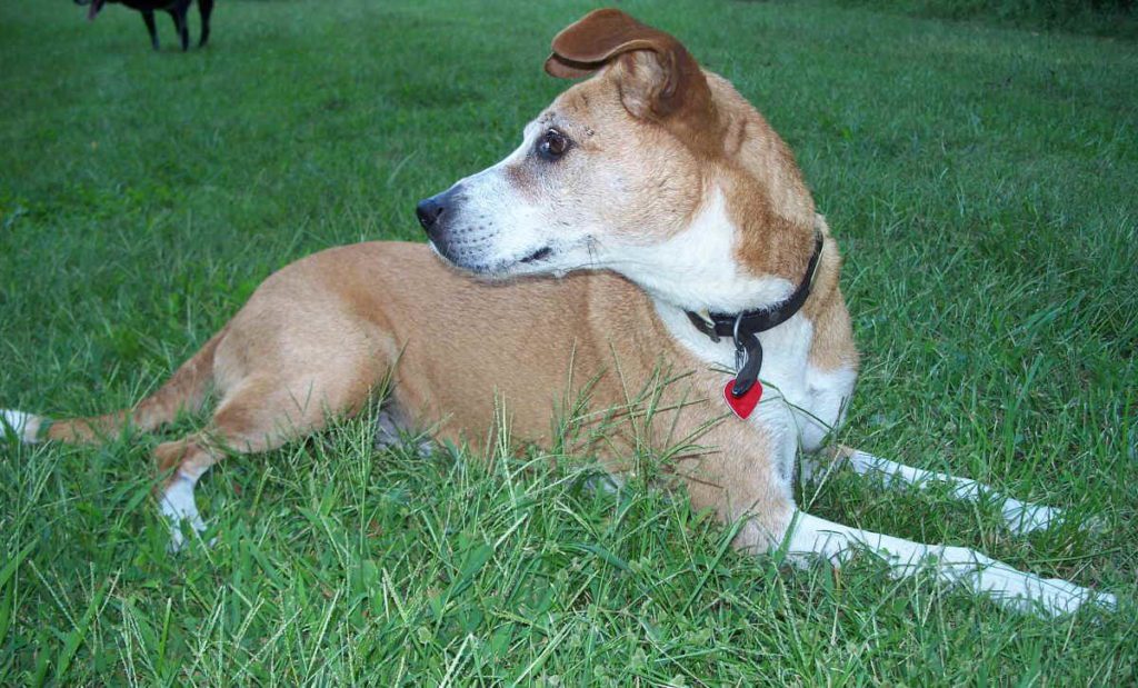 Sadie dog lounging in grass, head up and turned to profile