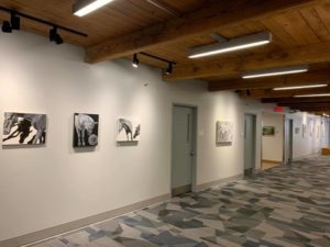 horse paintings in the hall at Rose-Hulman