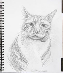 pencil drawing tuxedo tabby cat
