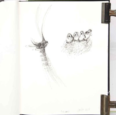 Quick draw Birds 3 sketchbook 1/19/ 2022, micro pens on paper, 14x11, Elizabeth Lisa Petrulis